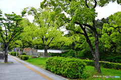 丸亀城のお堀端