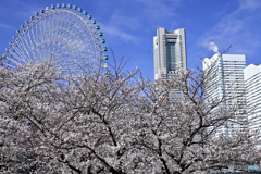 みなとみらいの春-3