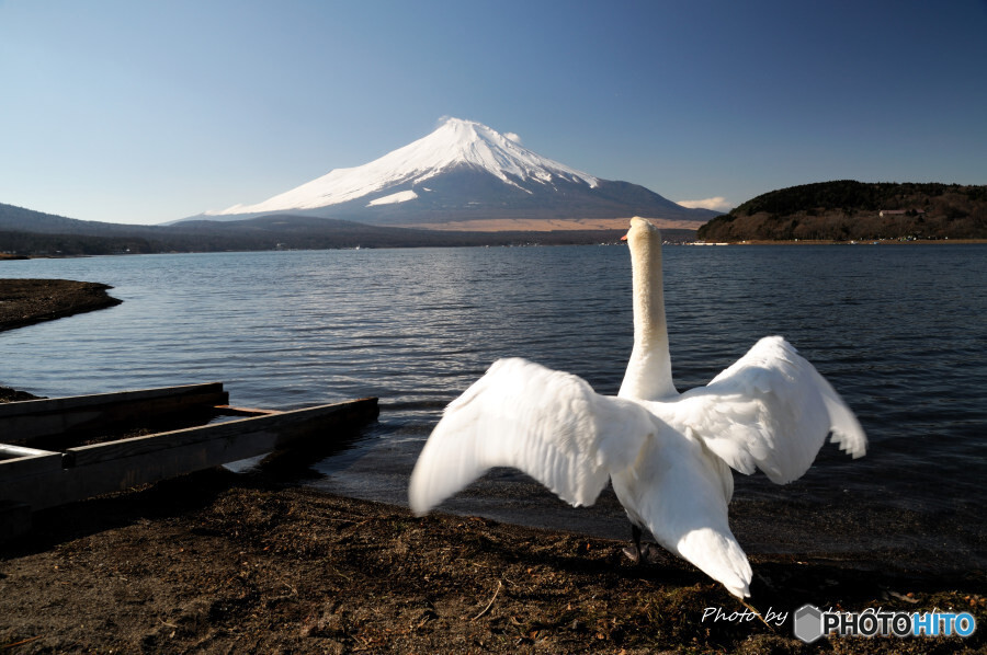 山中湖 平野湖岸にて