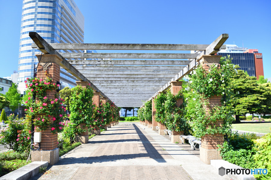 春の山下公園にて