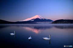 白鳥と富士