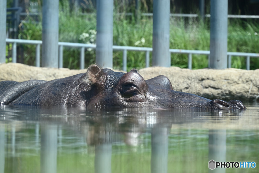 円山動物園にて