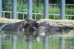円山動物園にて
