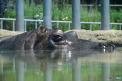 札幌市円山動物園にて