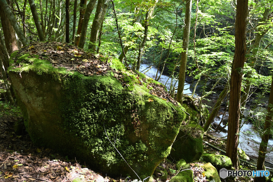 苔むす渓流
