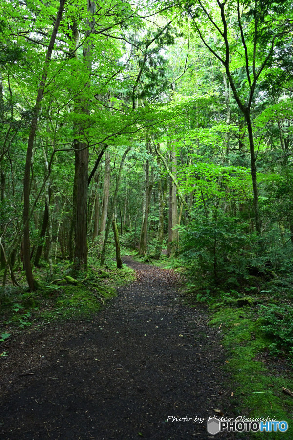 苔むす東海自然歩道