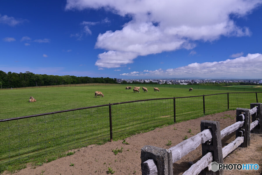 さっぽろ羊ヶ丘展望台
