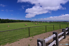 さっぽろ羊ヶ丘展望台