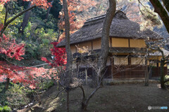 秋の三渓園にて