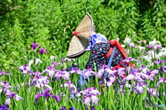 横須賀菖蒲園にて