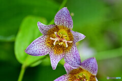 ホトトギス 秋映