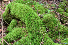 盛り上がった木の根っこ？にも苔がビッシリと