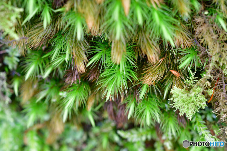 ヒノキゴケの仲間