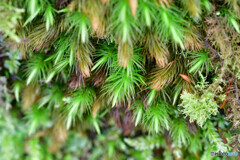 ヒノキゴケの仲間