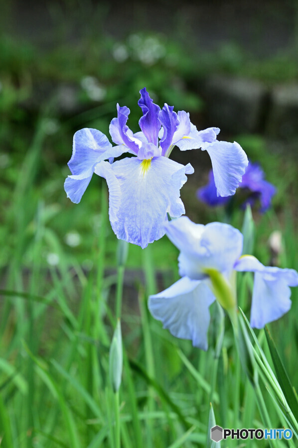 花菖蒲
