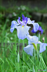 花菖蒲