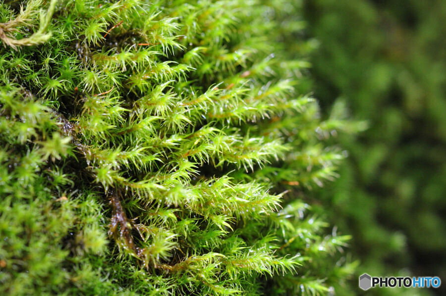 カモジゴケの仲間か？