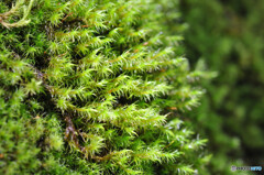 カモジゴケの仲間か？