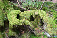 苔むす樹木