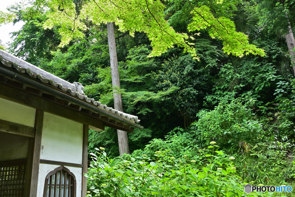 鎌倉明月院にて