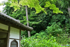 鎌倉明月院にて