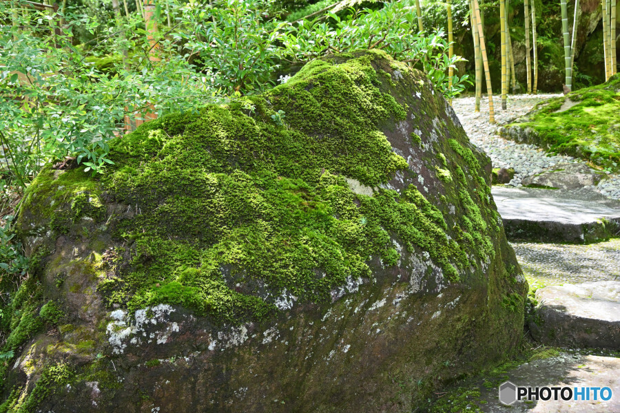 竹林に続く苔むす岩