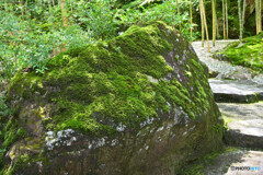 竹林に続く苔むす岩
