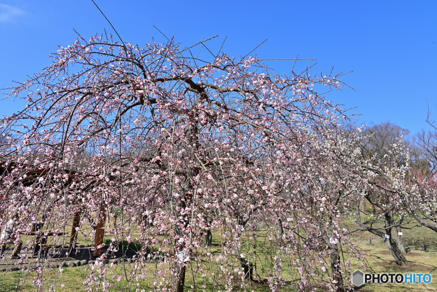 根岸森林公園にて