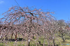 根岸森林公園にて