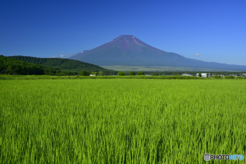 水田と富士山
