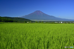 水田と富士山