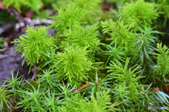 フジノマンネングサ