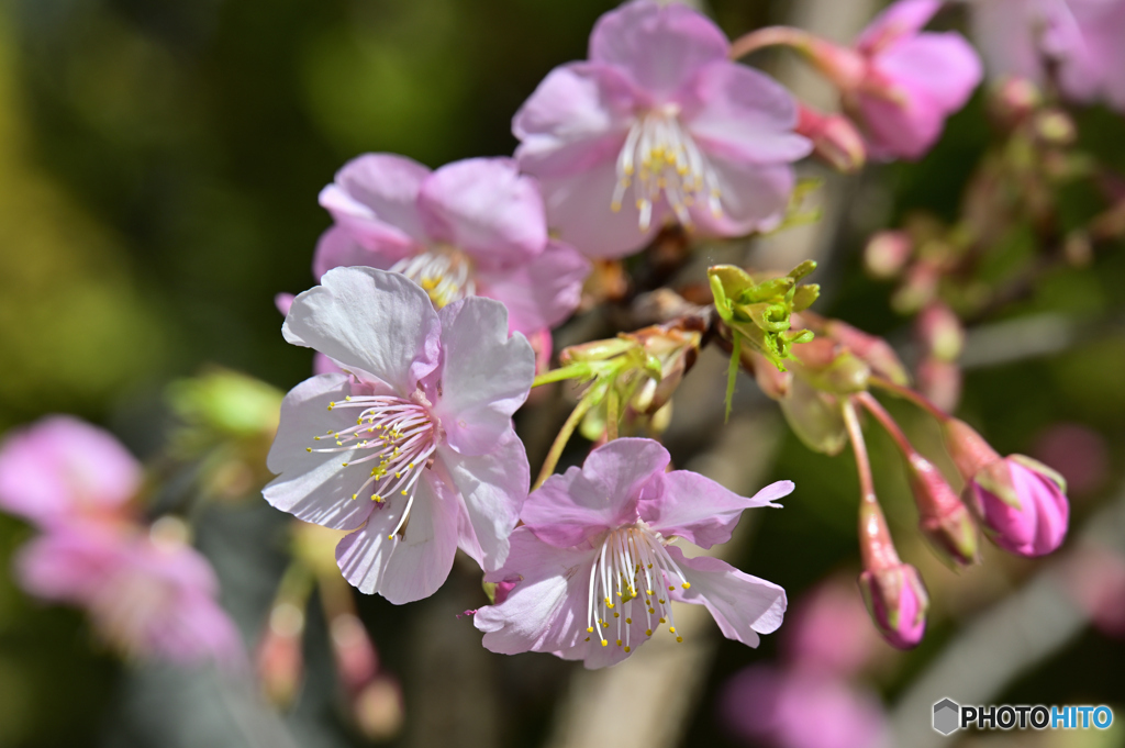 我が家の河津桜