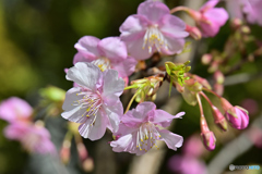 我が家の河津桜
