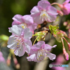 我が家の河津桜