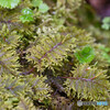 イワダレゴケ