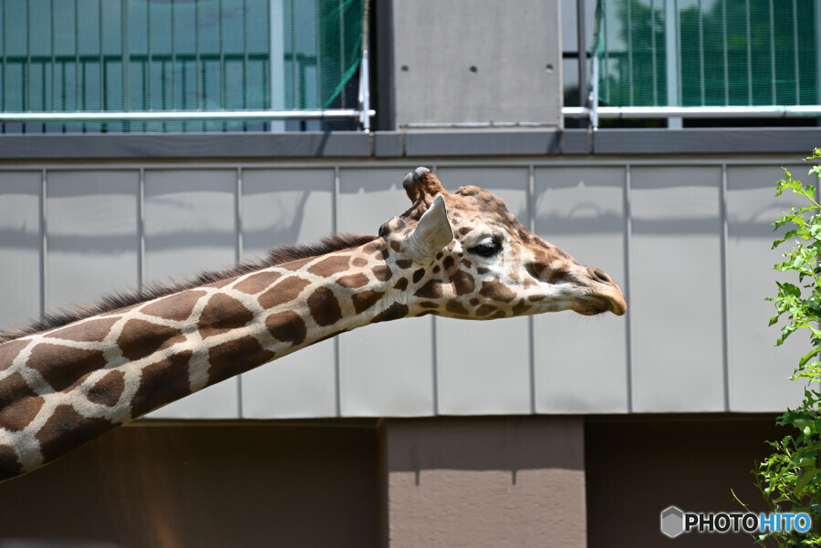 札幌市円山動物園にて