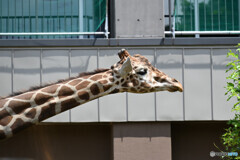 札幌市円山動物園にて