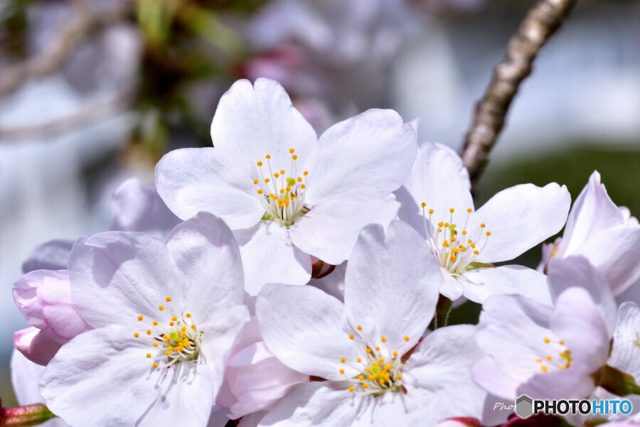 近所の桜