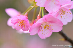 河津桜