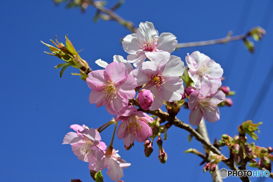 自宅の河津桜