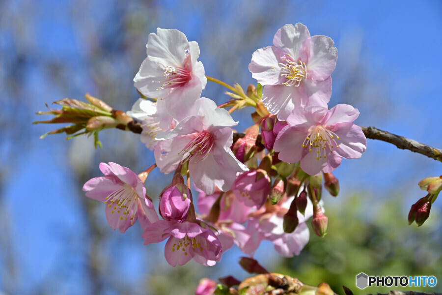 河津桜