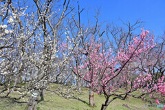 根岸森林公園にて
