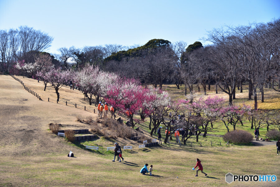 根岸森林公園の梅園