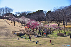 根岸森林公園の梅園
