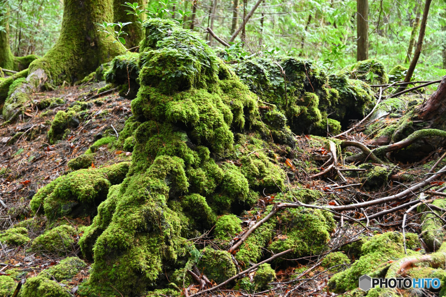 苔むす溶岩