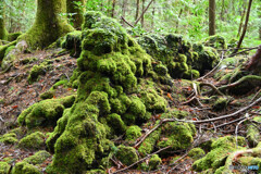 苔むす溶岩