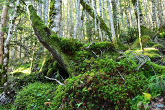 苔のオブジェ