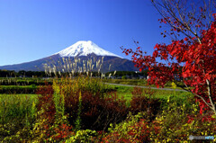 ススキと紅葉と富士山と