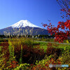 ススキと紅葉と富士山と